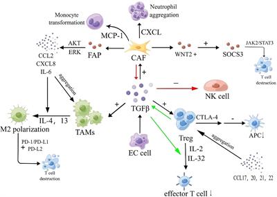 Mechanisms of esophageal cancer metastasis and treatment progress